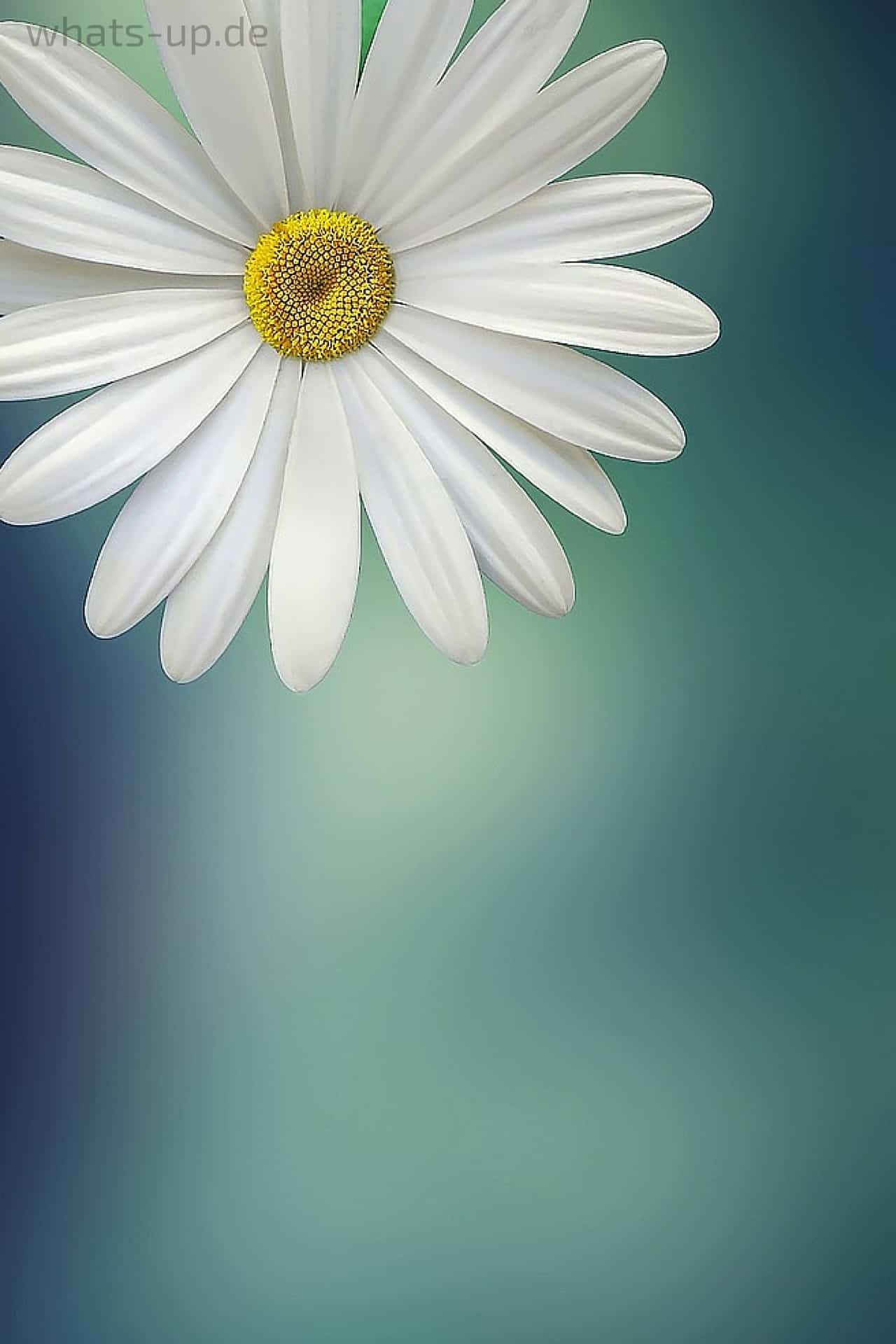 Whatsapp Hintergrundbilder Winter Whatsapp Hintergrundbild